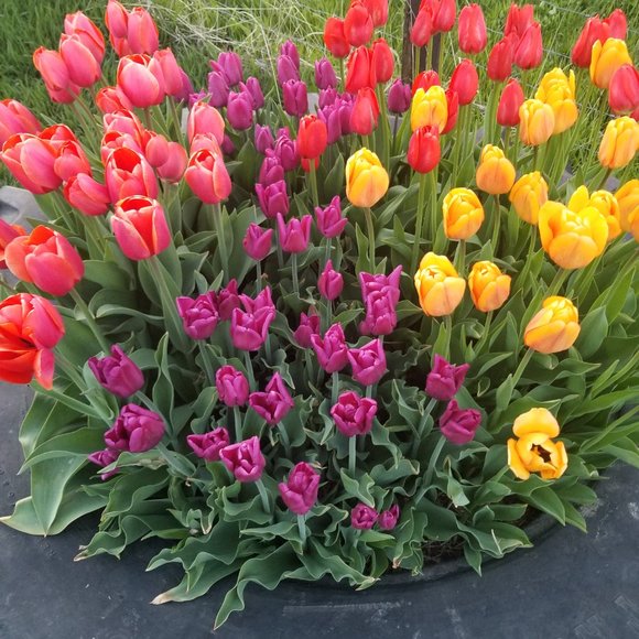 Meet your Posher, Michelle - Picture 4 of 4